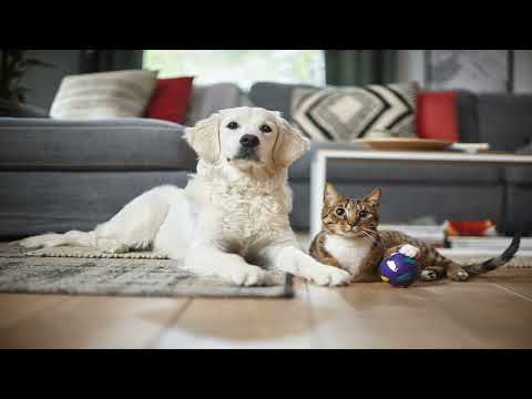 Видео: Лучшие пылесосы цена/качество 2025