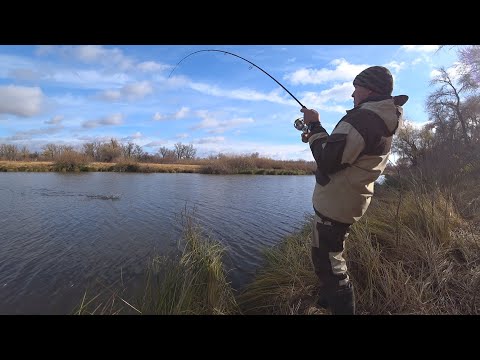 Видео: Щука на блесну! Ловля щуки на колебалку! Рыбалка на щуку в ноябре! Встретил косулю!