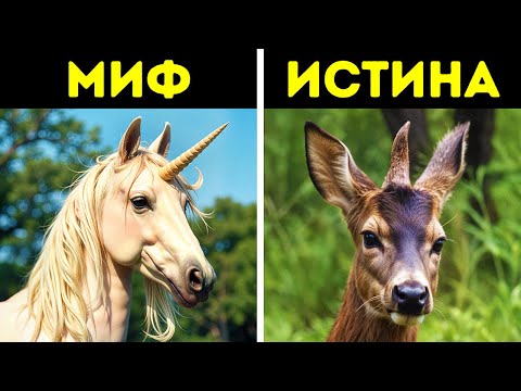 Видео: Правда о мифах, с которыми вы выросли. Развенчивание мифов
