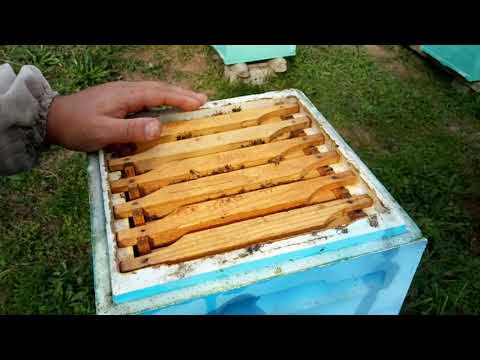 Видео: Зимовка в нуклеусах. Продолжение  большого эксперимента