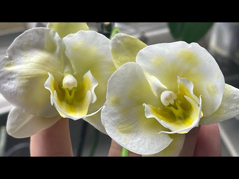 Видео: Цветение. Часть 2 🦋🦋🦋 #орхідеї #orchid #орхидеибабочки