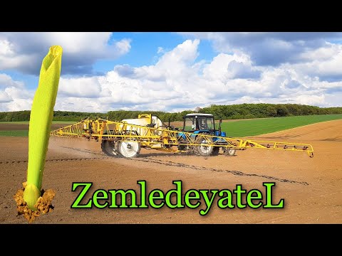 Видео: Опрыскиваем кукурузу ТИТАН (Богуслав)