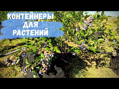 Видео: Все о выращивании растений в контейнерах