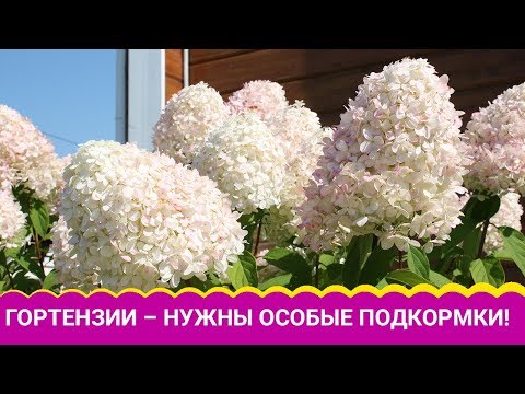 Видео: КРАСОТКИ- ГОРТЕНЗИИ ЛЮБЯТ ПОКИСЛЕЕ.