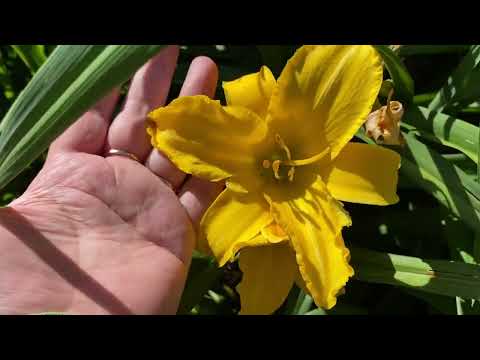 Видео: Цветут лилейники 2022. Обзоры нескольких сортов.