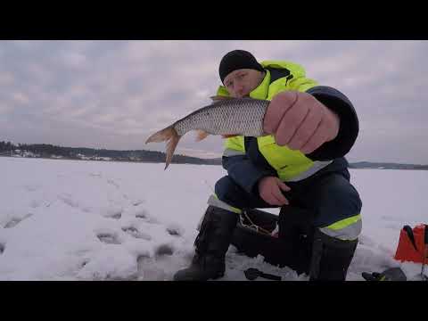 Видео: Карели. Рыбалка.Капканы на щуку 2021.