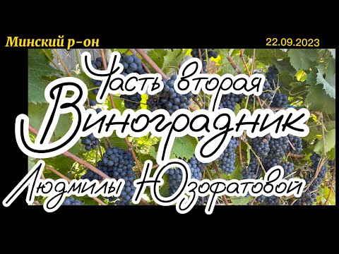 Видео: #11 Часть 2. 22.09.2023 В гостях виноградник Людмилы Юзофатовой.Беларусь Минский р-он.