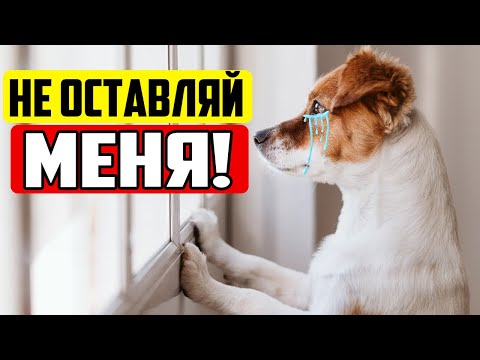Видео: НИКОГДА НЕ ДЕЛАЙТЕ ЭТОГО, КОГДА ОСТАВЛЯЕТЕ СОБАКУ ОДНУ ДОМА