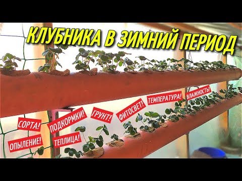 Видео: ВЫРАЩИВАНИЕ КЛУБНИКИ В ЗИМНИЙ ПЕРИОД/Теплица для клубники/Сорта,свет,подкормка,опыление.