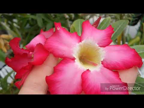 Видео: цветение тилландсии уснеевидной  и Адениумов.
Tillandsia usneoides. Adenium.