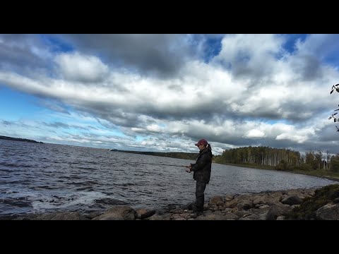 Видео: Охота на хищника начинается!