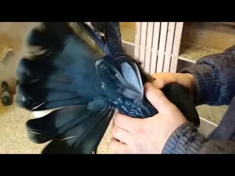 Видео: Голуби Константиновки