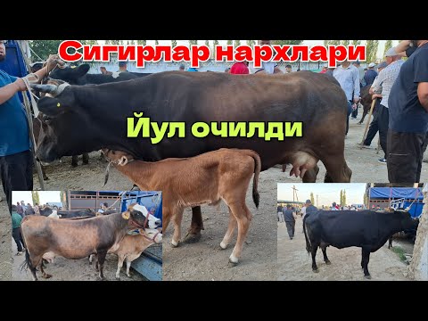Видео: Кыргызстан Учкун мол бозори Сигирлар нархлари 13 Июль 1 чи видео 