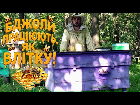 Видео: БДЖОЛИ ще НОСЯТЬ! Скорочення гнізда і смужки від кліща