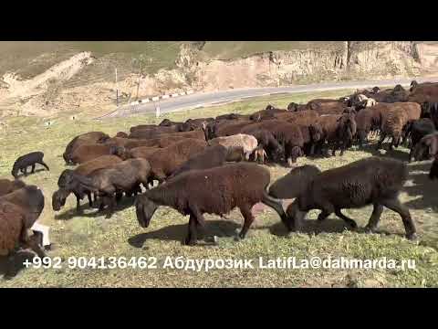 Видео: Гиссарские овцы и аборигенные САО Таджикистана саги дахмарда Абдурозика из селения Сугдиён