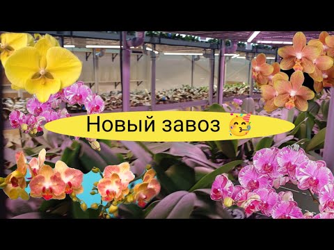 Видео: "Шокирующий обзор: как выглядят тысячи орхидей в теплице!"