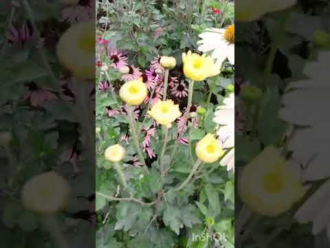 Видео: Корейские хризантемы срезочные сорта