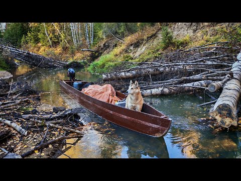 Видео: Идём на лодке по таёжной реке на осеннюю охоту. Промысел 2025. 1 серия