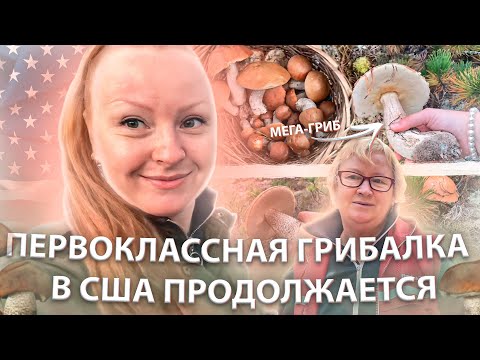 Видео: НЕМЕРЕНО ПОДОСИНОВИКОВ НА АМЕРИКАНСКОМ ПОЛУОСТРОВЕ / ХОДИМ В ЛЕС ПО 2 РАЗА ВДЕНЬ #mushroompicking