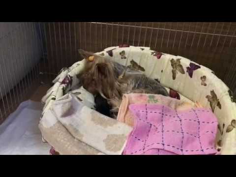 Видео: У НАС РОДИЛИСЬ ЩЕНКИ🎊🎉Щенки йорка, роды