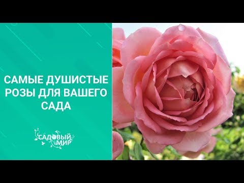 Видео: Самые душистые розы для вашего сада