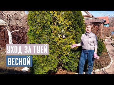 Видео: СЕЗОН 2019: Основные правила весеннего ухода за туей / Садовый гид