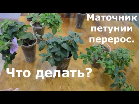 Видео: Маточник петунии перерос, что делать?