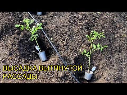 Видео: Как правильно высадить переросшую рассаду томатов