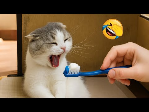 Видео: Засмеялся — проиграл 😂 Новые смешные животные 2025 😅