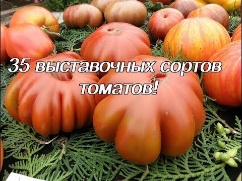 Видео: Презентация новых сортов томатов (часть 2)