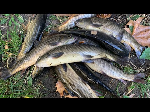 Видео: Կողակի ձկնորսություն լավաշով Հայաստանում/ Рыбалка на храмулю на лаваш в Армении