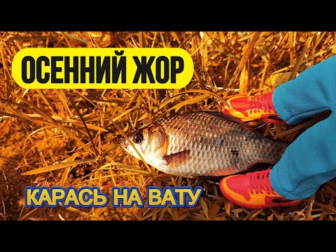 Видео: | Осенний жор карася | Ловля карася на вату | Монтаж, проводки, стратегия |