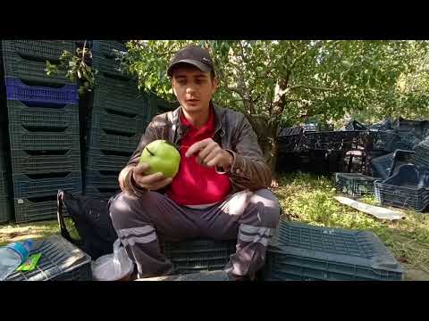 Видео: Обзор на Грушу турецкий сорт великанья 