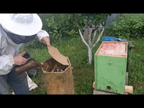 Видео: ПЕРВЫЙ БРОДЯЧИЙ РОЙ В 2021!!! НЕПЛОХОЙ РОЙ ПОПАЛСЯ!!!