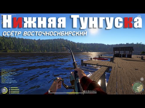 Видео: Осётр Восточносибирский • Нижняя Тунгуска • Фарм на Осётрах • Русская рыбалка 4