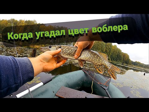 Видео: Угадал цвет воблера. Китайский воблер Малас - копия Lucky Craft. Рыбалка на спининг осенью на озере.