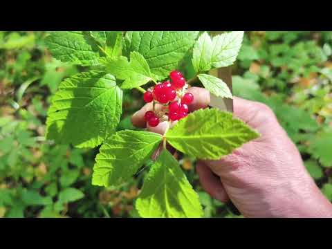 Видео: В лес за грибами на каракате .