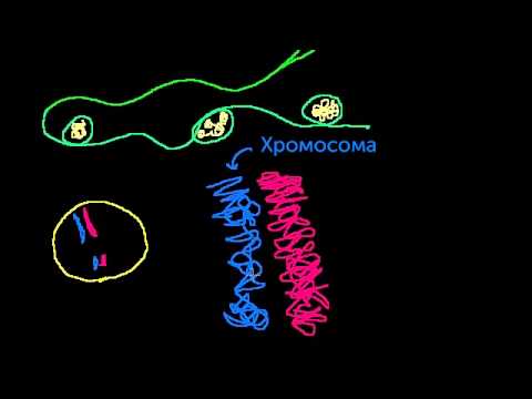 Видео: Хромосомы, хроматиды, хроматин и т.п. (видео 12)| Деление Клетки | Биология