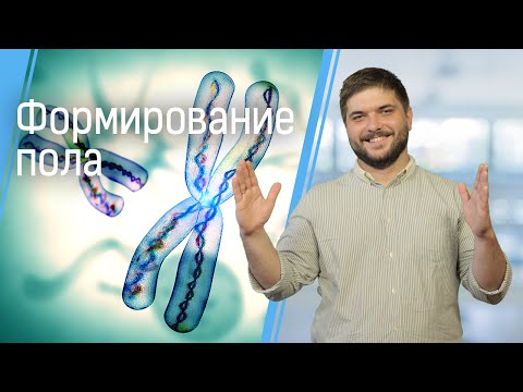 Видео: Как формируется пол у людей и других живых существ