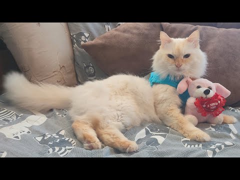 Видео: Кот Стёпа попал в ловушку Чихуахуа Лаврентий идёт его выручать