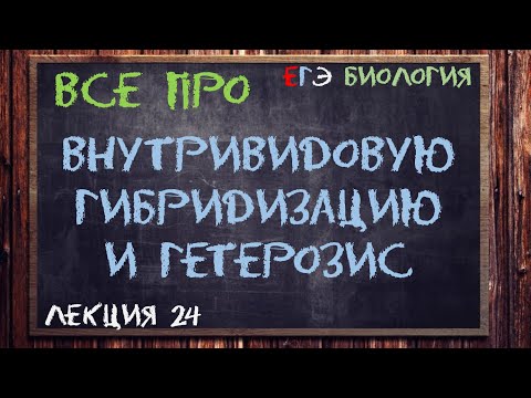 Видео: Л.24 | ВНУТРИВИДОВАЯ ГИБРИДИЗАЦИЯ | ГЕТЕРОЗИС | СЕЛЕКЦИЯ | ОБЩАЯ БИОЛОГИЯ ЕГЭ
