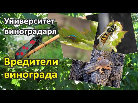 Видео: 13. Вредители винограда и борьба с ними