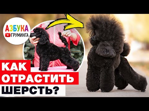 Видео: Как отрастить шерсть? После травмы, щенков или к выставке?
