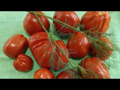 Видео: Лучшие из лучших грушевидных сортов томатов! Томаты для закрытого грунта. 