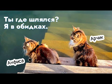 Видео: Коту Арчи устроили обструкцию. Особенно кошка Анфиса.