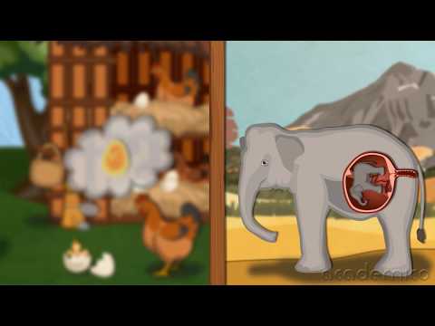 Видео: Растеж и развитие на животните - Човекът и природата 6 клас | academico