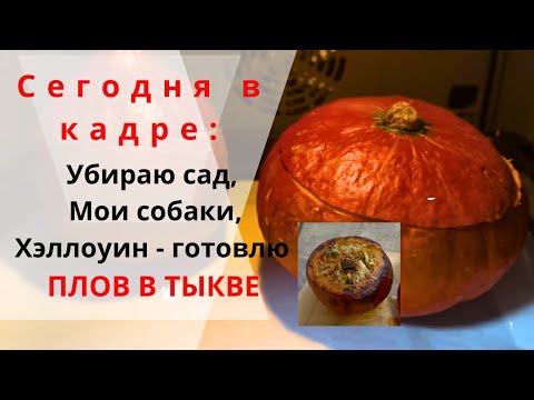 Видео: Жизнь, как она есть.  31 октября 2025г. 