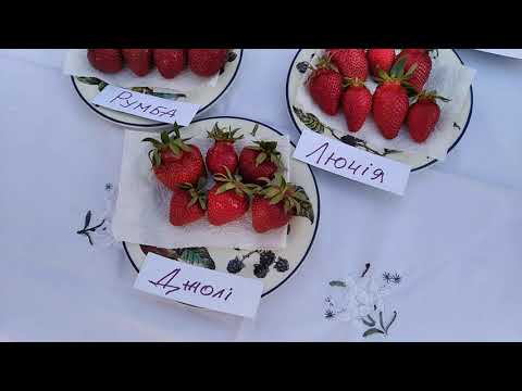 Видео: Незалежна дегустація сортів КСД 🍓 ДАЛІ 🍓 АМІ 🍓 АЗІЯ 🍓 ДЖОЛІ 🍓 РУМБА 🍓 ЛЮЧІЯ 🍓 #полуниця 27.05.24