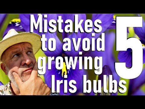 Видео: Пять ошибок, которых следует избегать при выращивании луковиц ириса сетчатого (Iris reticulata) в...