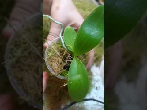 Видео:  Мох сфагнума, сохранить на зиму.